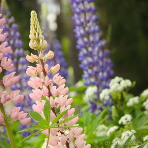 Lupines 1