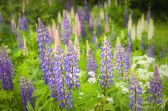 Lupines 2